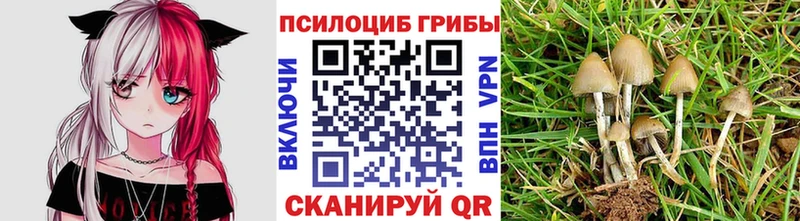 наркота Тавда Псилоцибиновые грибы GOLDEN TEACHER
